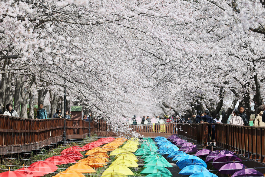 벚꽃으로 물든 제64회 진해군항제, 10일간의 여정 마무리(관광과).jpg