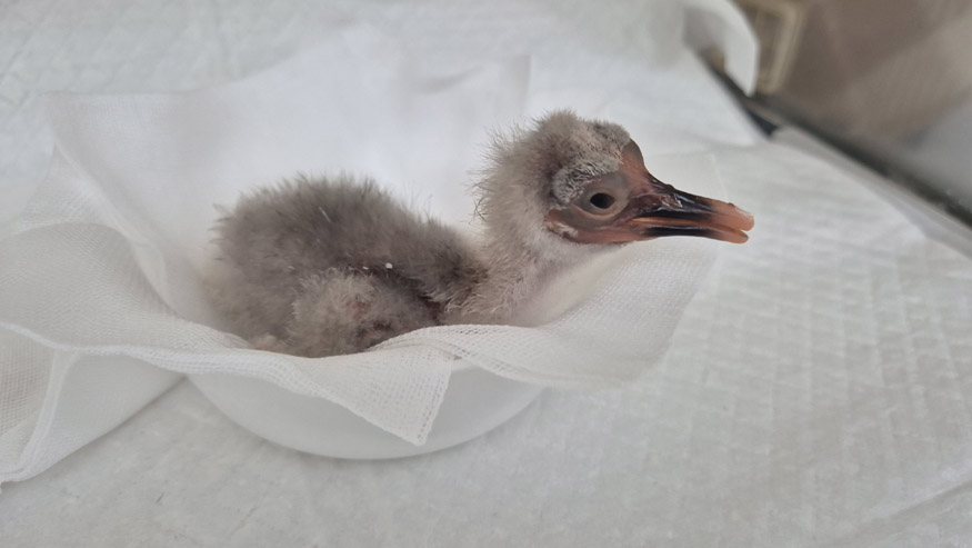 창녕군 우포따오기 올해 첫 부화 성공.jpg