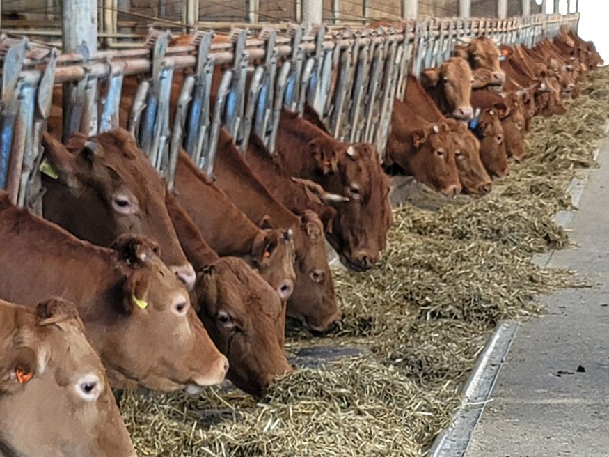 진주시, 기후 위기시대 ‘축산업’ 새로운 미래 개척(고품질 조사료 공급).jpg