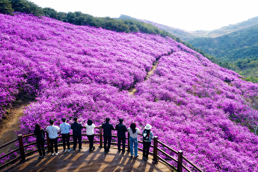 창녕 화왕산 진달래 절정…봄 정취 물씬.jpg