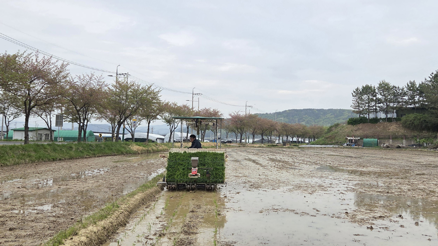 진주시, 올해 첫 모내기 실시.jpg