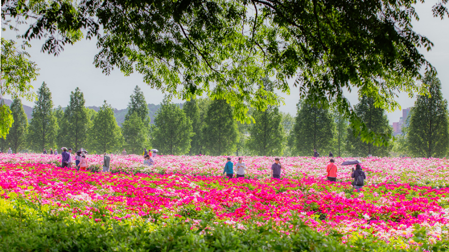 합천군 꽃피는 합천의 봄(2025년 핫들생태공원 작약꽃).jpg